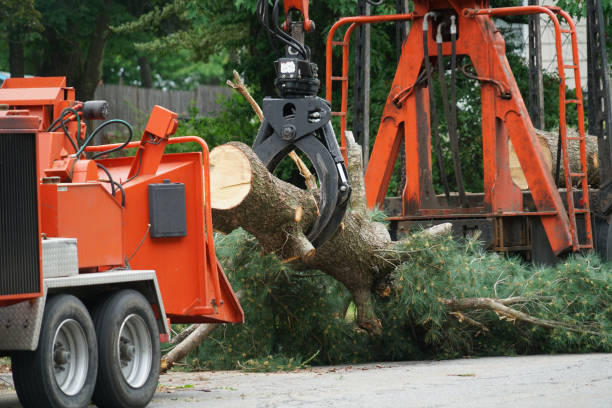 Trusted Nokomis, FL Tree Services Experts